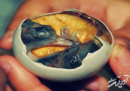 چندش آور ترین غذا‌ های دنیا را بشناسید!/ تصاویر